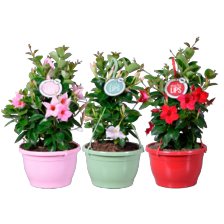 Mandeville hangpot